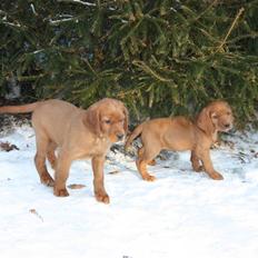 Irsk setter Mårups Macho