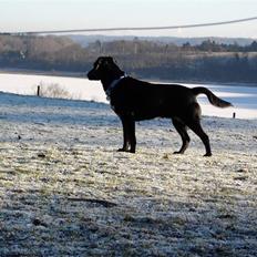 Blanding af racer Jossi