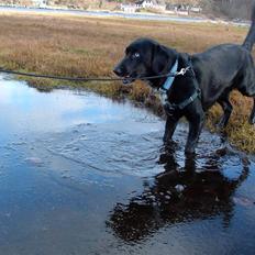 Blanding af racer Jossi