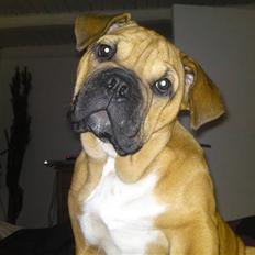 Blanding af racer Siff