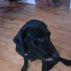 Blanding af racer Pjuske<3