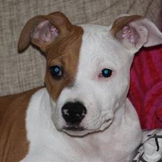 Amerikansk staffordshire terrier Pixie