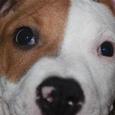 Amerikansk staffordshire terrier Pixie