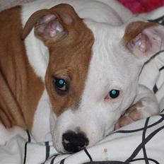 Amerikansk staffordshire terrier Pixie