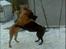 Blanding af racer Pepsi  (solgt savner dig) - Altid Godt Med En Lille Omgang; Leg(; #2
