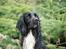 Field Trial spaniel Aslan
