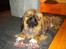 Pekingeser Dengse Ming Blach