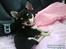 Chihuahua • Nala •  - Velkommen til Nala´s profil;)