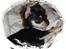Chihuahua • Nala •  - <3