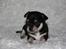 Chihuahua • Nala •  - Nala 8 uger 