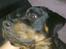 Rottweiler Sascha