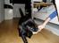 Labrador retriever Nando R.I.P - Lad mig så vinde