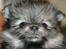 Pomeranian Chardame's Boo Boo