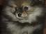 Pomeranian Chardame's Boo Boo