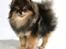 Pomeranian Chardame's Boo Boo