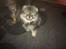 Pomeranian Chardame's Boo Boo