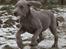 Weimaraner Hot Shoots Kaisa - Fuld fart på!