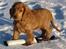 Cocker spaniel Pax
