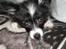 Papillon Felix R.I.P - Hej Og velkommen
