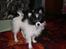 Papillon Felix R.I.P - Se hvor fin han var