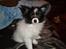 Papillon Felix R.I.P - en dag hvor begge hans øre var oppe(: