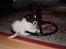 Papillon Felix R.I.P - Mit dejlige tyggeben