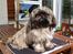 Shih tzu Loui