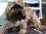 Shih tzu Loui