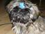 Shih tzu Loui