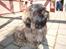 Shih tzu Loui
