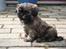 Shih tzu Loui