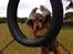 Cocker spaniel Carla