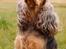 Cocker spaniel Carla