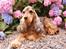 Cocker spaniel Carla