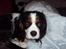Cavalier king charles spaniel Nynne