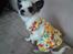 Chihuahua Pops