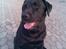 Labrador retriever Balder