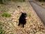 Labrador retriever Balder