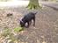 Labrador retriever Balder