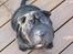 Shar pei Sumo - Sidder lige her og soler på terassen:-)