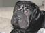 Shar pei Sumo - Jeg er fotogen.... Lev med det:-)