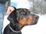 Dobermann Raphael's Grieg (Zaki)