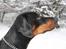 Dobermann Raphael's Grieg (Zaki)