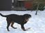 Rottweiler Freja