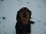 Gordon setter bella