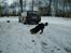 Gordon setter bella