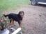 Gordon setter bella