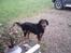 Gordon setter bella