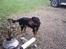 Gordon setter bella