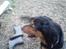 Gordon setter bella